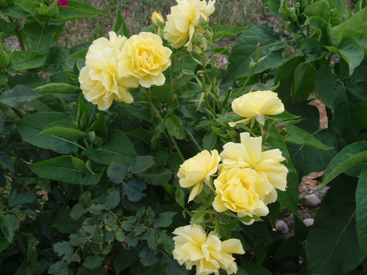 chorvatsko 2008 229.JPG