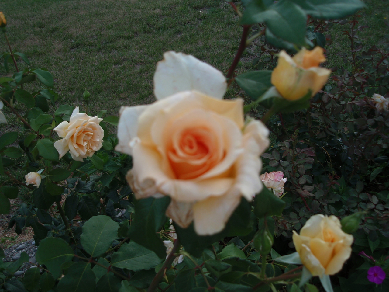 chorvatsko 2008 241.JPG
